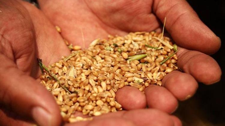 Rus buğdayı için Türkiye bir numaralı rota haline gelebilir
