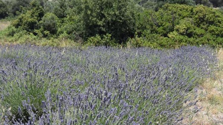 Alaçatıda lavanta güzelliği