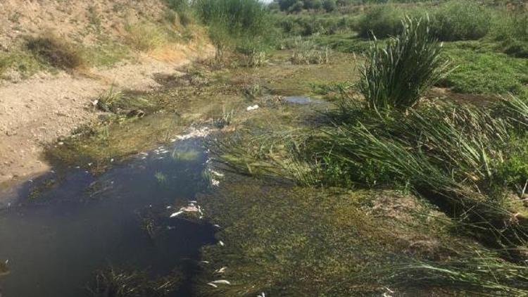 Çayda korkutan balık ölümleri