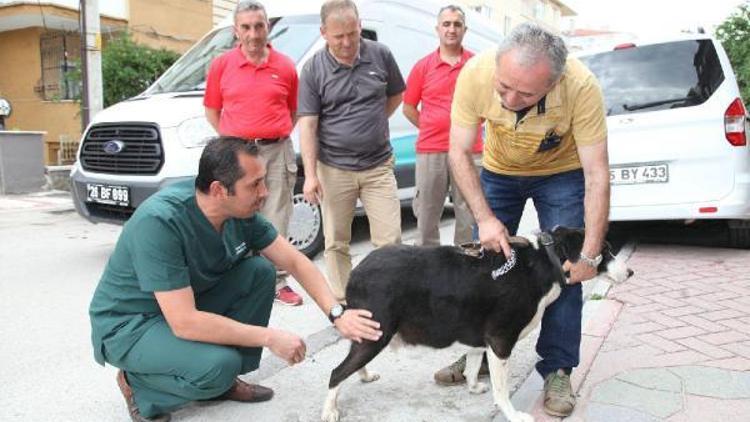 Sokak hayvanlarına duyarlı belediye