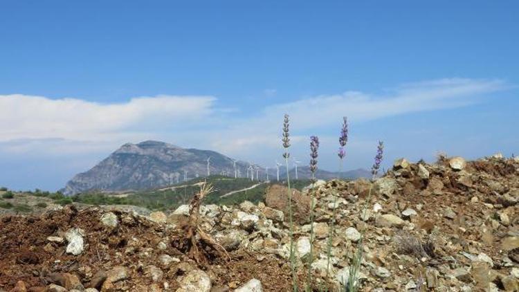 En büyük gelir getirici ağaçlandırma projesi