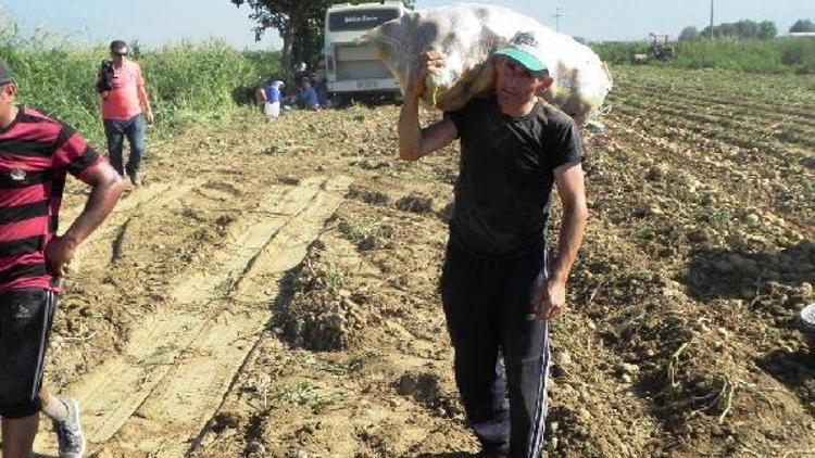 Patates üreticisinin fiyat yakınması