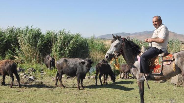 Sıcaktan bunalan mandalar suda serinliyor