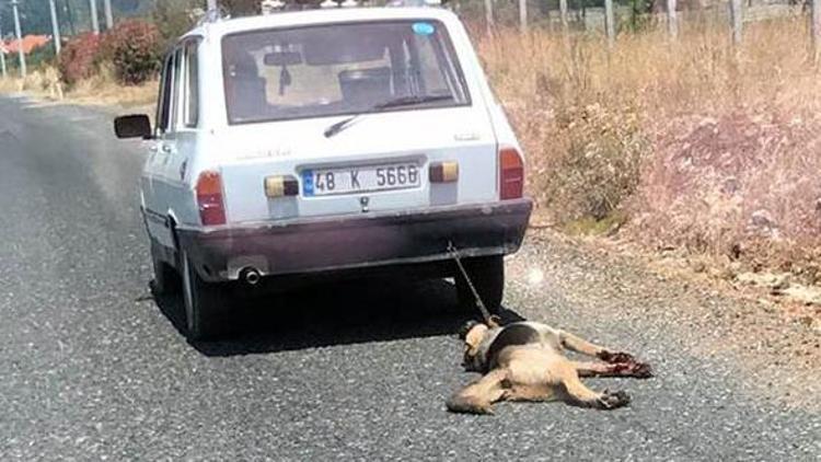 Yolda sürüklenen köpekten yeni haber var