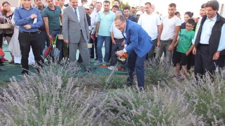 Burhaniye tıbbi ve aromatik bitkiler merkezi olacak