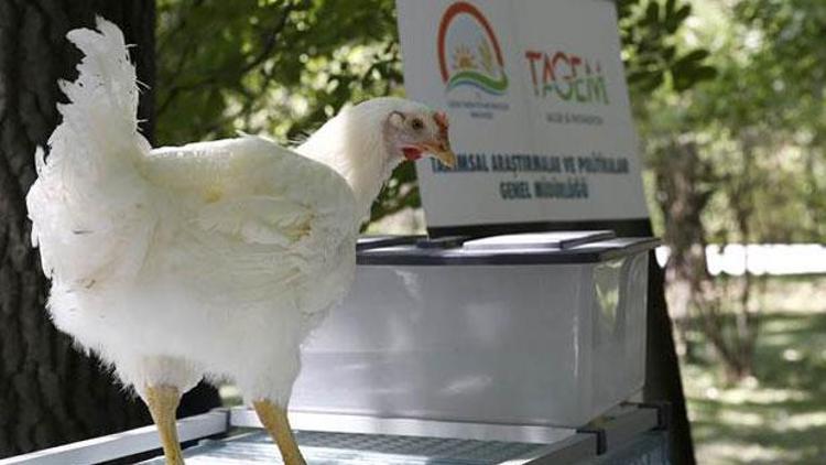 Türkiyede etçi damızlık tavuk ilk kez geliştirildi