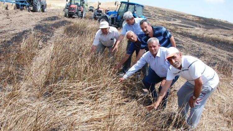 Balâda sabotaj kokan hasat öncesi 4 ayır ekin tarlası yandı