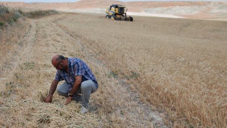 Balâda hasat başladı, çiftçi hububat veriminden memnun