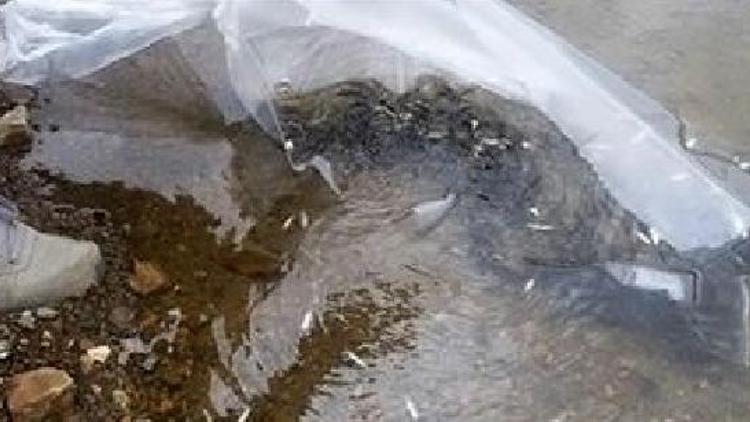 Amasya’da 35 bin sazan balığı göletlere bırakıldı