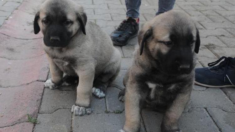 Kangal köpekleri festivalde geçiş yaptı