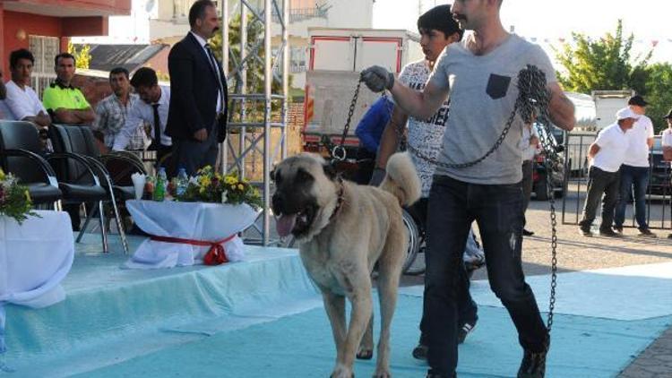 Kangaldaki festivalin ilgi odağı Sezar oldu