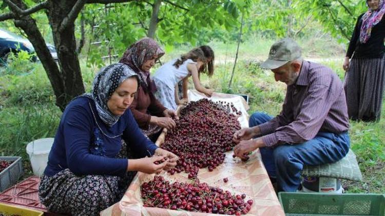 Yağış nedeniyle kirazda rekolte düştü