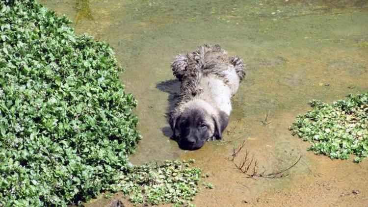 Su kanalına düşen yavru köpekleri itfaiye kurtardı