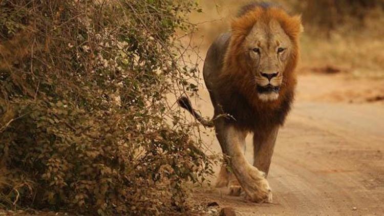 Dikkatli olun uyarısı yapıldı: Dört aslan ulusal parktan kaçtı