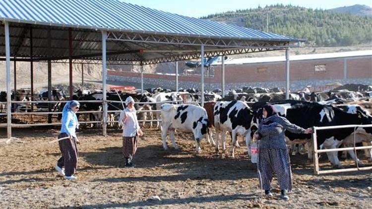 Süt kooperatifinde yönetimi kadınlar devraldı