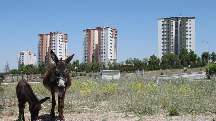 Bilkent 3’te ‘eşek sakası’