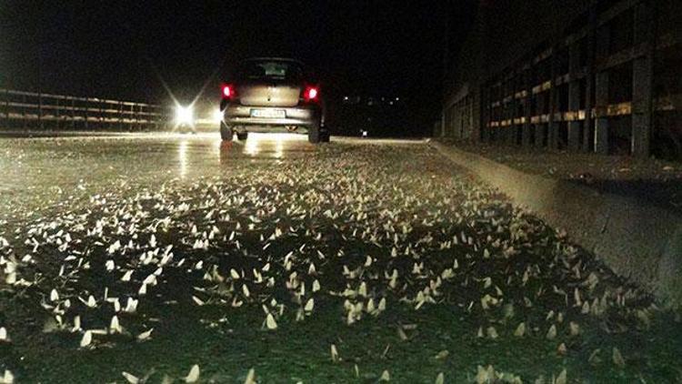 Sakaryada üzerinde ölüm dansı başladı