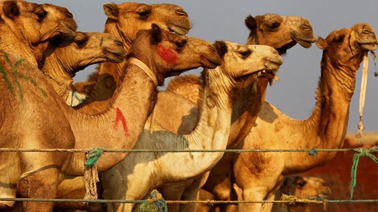 Katar krizi yüzünden yüzlerce deve telef oldu