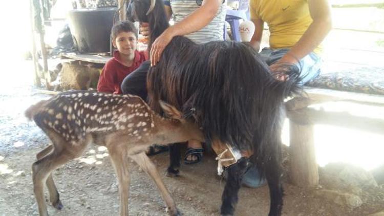 Ayağı kırık keçi, yavru geyiğe annelik yaptı