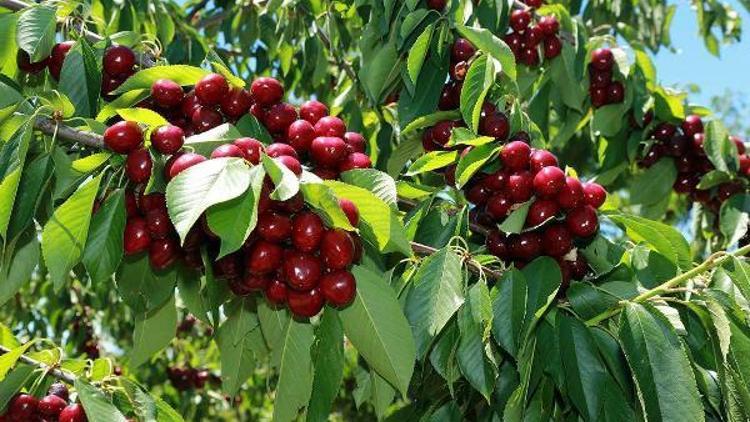 Yozgat’ta bin 200 dekar kiraz bahçesinde hasat başladı