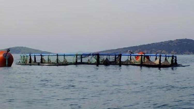 Ayvalık Tabiat Platformunun balık çiftlikleri zaferi