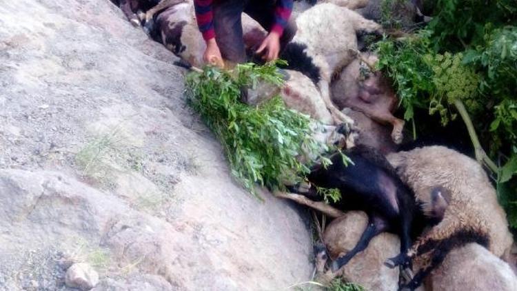 Muradiyede kayalıklardan atlayan 80 koyun telef oldu