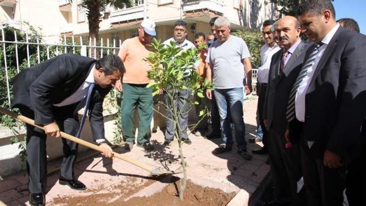 Parklara zeytin fidanı