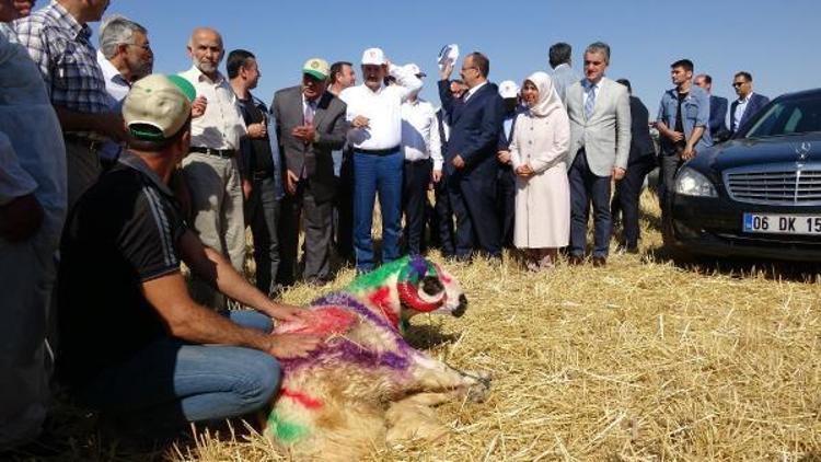 Bakan Çelik, buğday fiyatlarını açıkladı