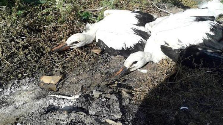 Yavru leylekler düştükleri yuvaya yerleştirildi