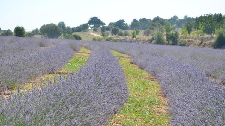 Denizli, aromatik bitki üretiminde merkez olacak