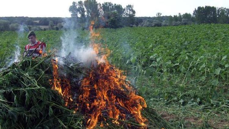 Babaeskide 140 bin kök kenevir imha edildi