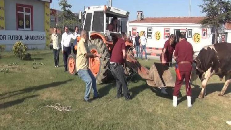 Eskişehirsporlu yöneticiler, kurbanlık danadan kaçıp traktörün arkasına saklandı