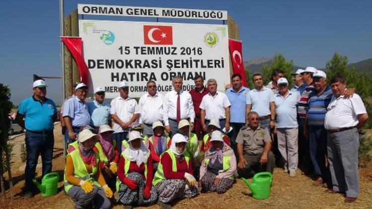 15 Temmuz fidanlarına bakım