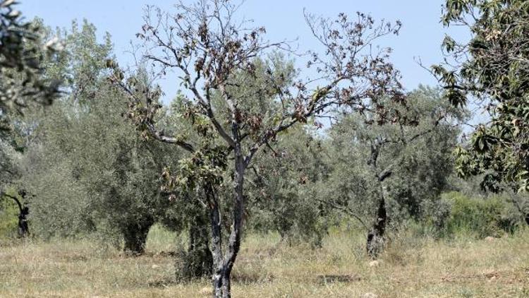 23 bin zeytin ağacı susuz kaldı