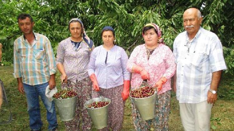 Ovacıklı kiraz üreticisi altın yılında