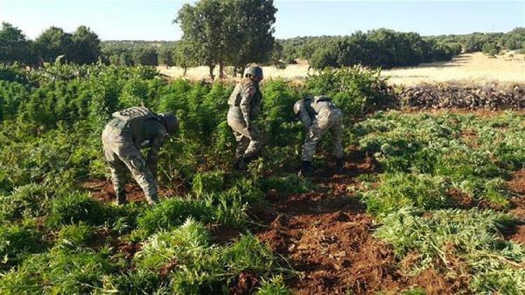 Diyarbakırda 402 kilo esrar ele geçirildi