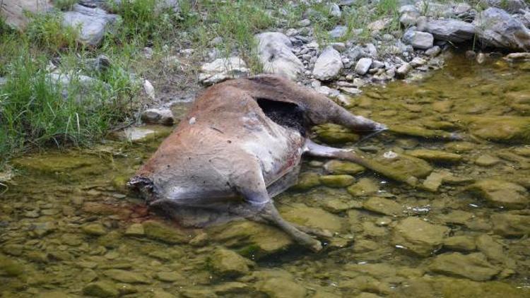 Boynuzu için koruma altındaki kızıl geyik katliamı