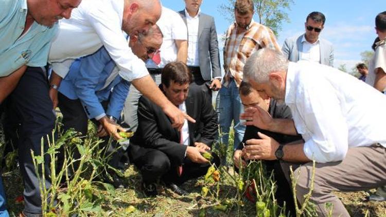 Bursada afetzede çiftçiler KHK çıkarılmasını istedi