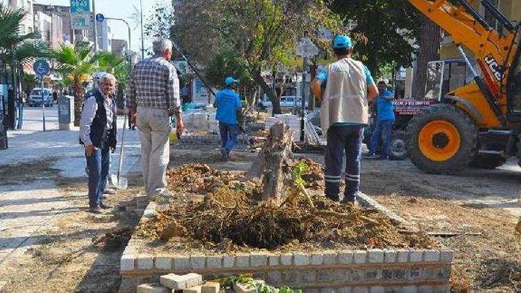 Turgutluda kuruyan ağaçlar yenilendi