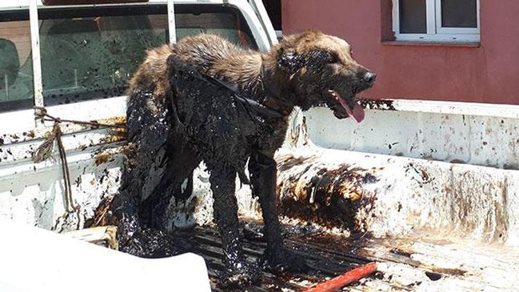 Petrol birikintisinde mahsur kalan köpek kurtarıldı