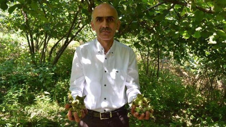 Giresun Ziraat Odası Başkanı Karan: Fındıkta dökülme tedirgin ediyor