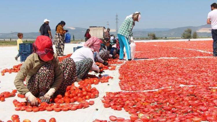 Kurutmalık domatesler ihracata hazırlanıyor
