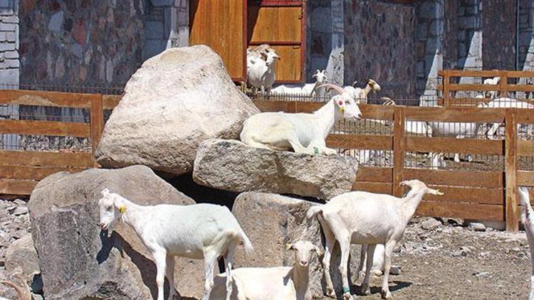 2 bin keçi ‘mama’ için çalışıyor