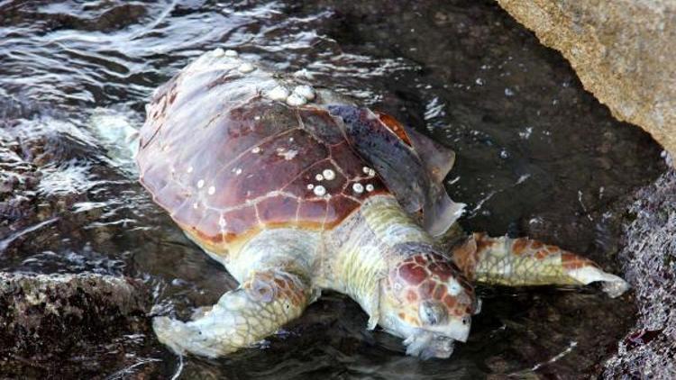 Kızkalesi sahiline caretta ölüsü vurdu