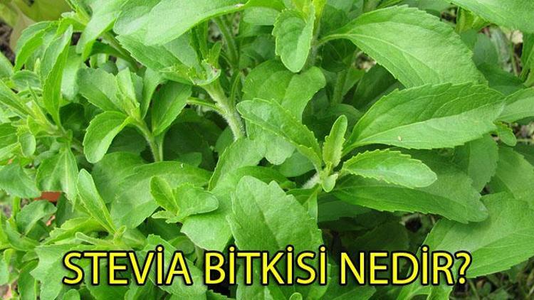 Stevia bitkisi nedir Faydaları nelerdir
