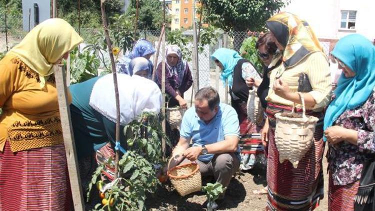 Giresun Belediye Başkanı Aksu, bahçeden sebze topladı