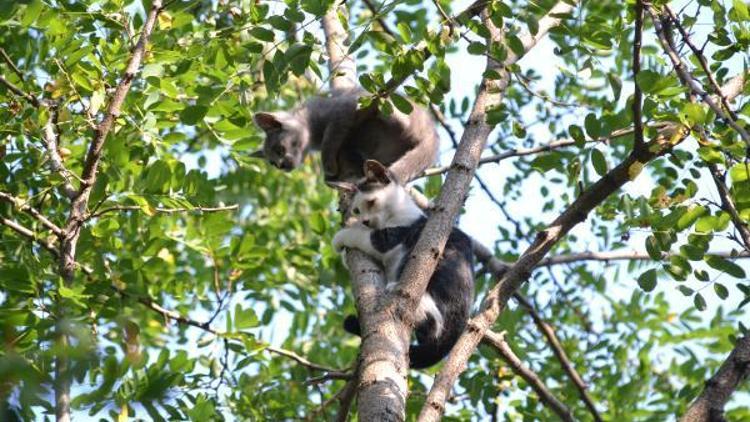 Köpekten korkup çıktıkları ağaçta mahsur kalan yavru kediler kurtarıldı