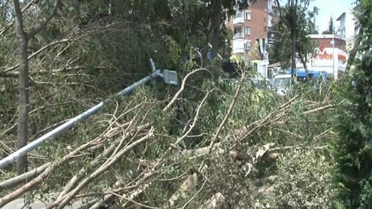 Kadıköy’de parkta bulunan ağaçlar devrildi