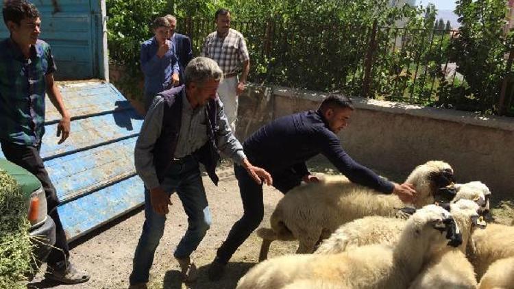 Çiftçilere koyun desteği