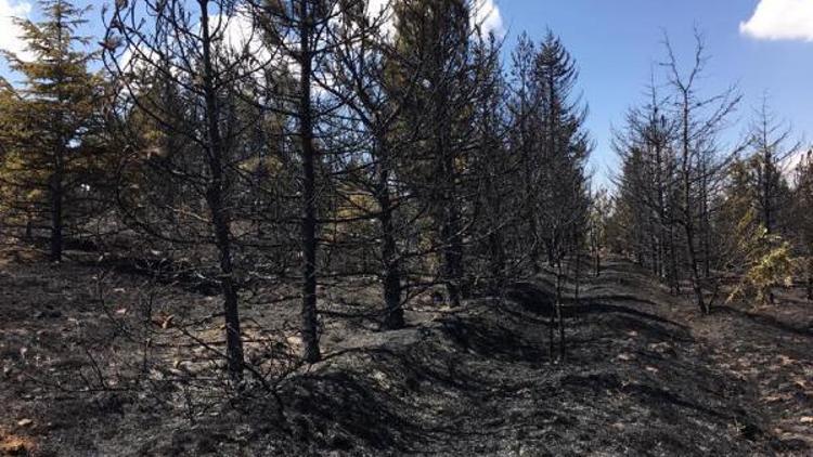 Balâda Gazino Tepesi 10 hektarlık kızılçam ormanı kül oldu